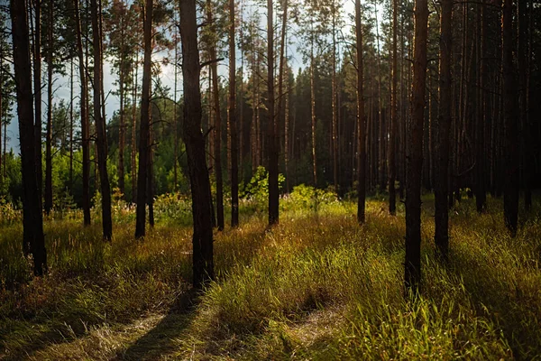 Evening with sunset in a pine forest. Stock Picture