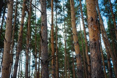 Günbatımında bir çam ormanı ile akşam.