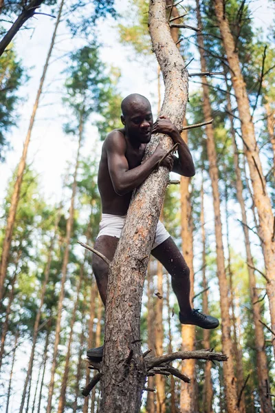 Hombre negro sin camisa trepa a un árbol — Foto de Stock