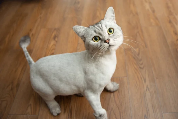 White Cat Looks Surprised Sitting Floor Apartment — Stock Photo, Image