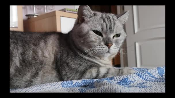Портрет крупным планом красивой чистокровной кошки, лежащей дома — стоковое видео