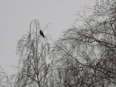 Kuzgun bir ağaç dallarında gri karşı kışın oturur 