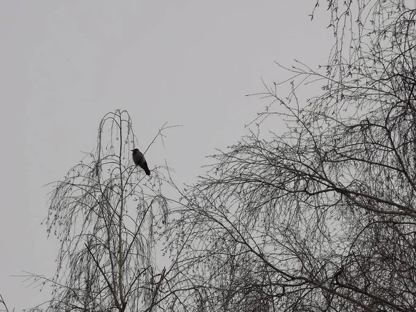 Cuervo se sienta en las ramas de un árbol en invierno contra el gris —  Fotos de Stock