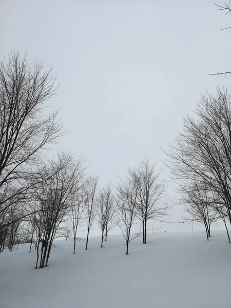 Paisaje invernal. Árboles en la nieve en un claro en un día frío . —  Fotos de Stock