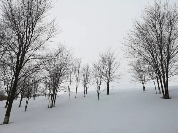 Paisaje invernal. Árboles en la nieve en un claro en un día frío . —  Fotos de Stock