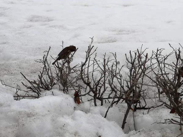 Gorrión sentado en las ramas de los arbustos en invierno —  Fotos de Stock