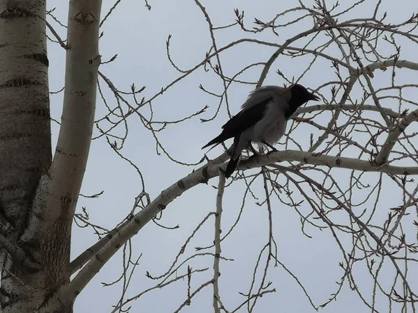 Black crow on the bare branches of a tree in winter — Stock Photo, Image