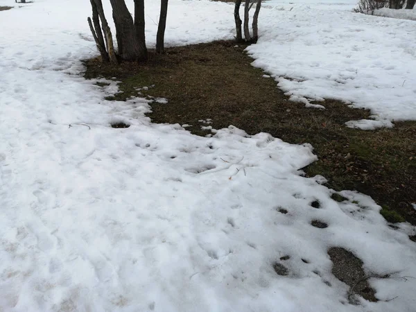 Paisaje ruso a principios de primavera con nieve derretida —  Fotos de Stock