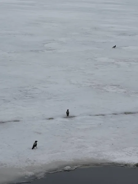 Several birds in the snow in early spring on the river Bank