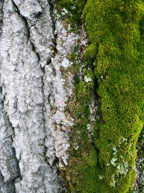 Ahşap doku yeşil yosun closeup ile. Grunge ağaç arka plan