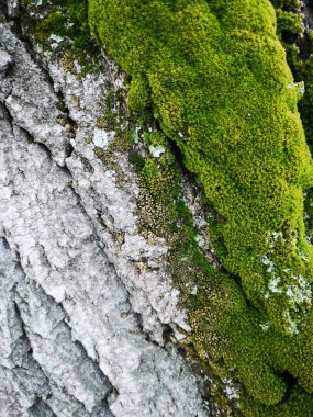 Ahşap doku yeşil yosun closeup ile. Grunge ağaç arka plan