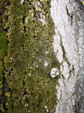 Ahşap doku yeşil yosun closeup ile. Grunge ağaç arka plan