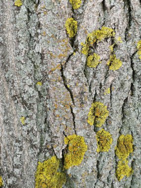 Ahşap doku yeşil yosun closeup ile. Grunge ağaç arka plan