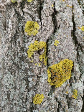 Ahşap doku yeşil yosun closeup ile. Grunge ağaç arka plan