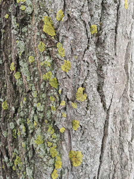 Houtstructuur met groene mos close-up. Grunge boom achtergrond — Stockfoto