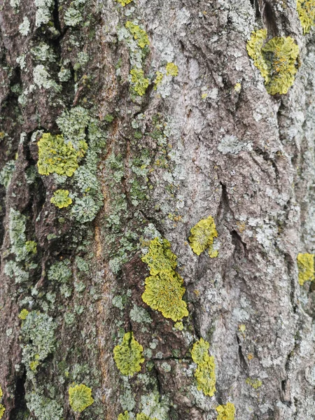 Textura de madera con primer plano de musgo verde. Fondo del árbol grunge —  Fotos de Stock