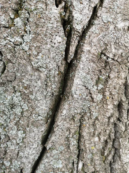 Textura de madera con primer plano de musgo verde. Fondo del árbol grunge —  Fotos de Stock