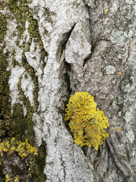 녹색 이끼 근접 촬영으로 나무 텍스처입니다. 그런 지 나무 배경 — 스톡 사진