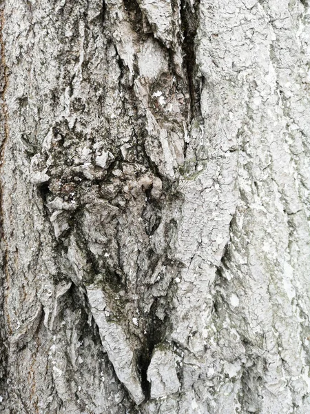 Tree bark texture covered with protective white paint closeup — Stock Photo, Image