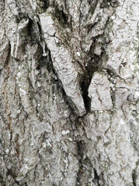 Textura de corteza de árbol cubierta con pintura blanca protectora —  Fotos de Stock
