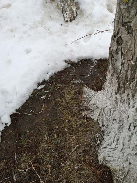 La base del árbol de primer plano con la tierra y la nieve derretida —  Fotos de Stock