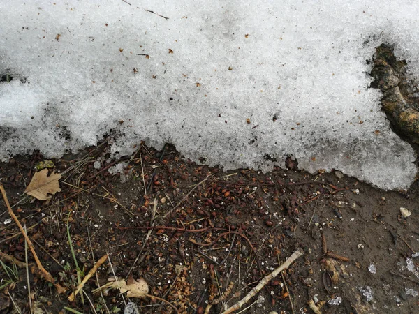 La base del árbol de primer plano con la tierra y la nieve derretida —  Fotos de Stock