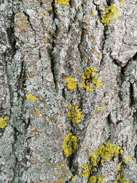 Ahşap doku yeşil yosun closeup ile. Grunge ağaç arka plan — Stok fotoğraf