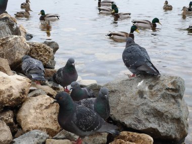 Güvercinler ve ördekler m kışın donmuş bir gölün içinde sıcak kanalizasyon içinde