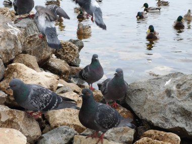 Güvercinler ve ördekler m kışın donmuş bir gölün içinde sıcak kanalizasyon içinde
