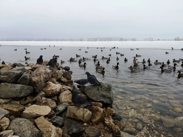 Pombos e patos em esgoto quente em um lago congelado no inverno em M — Fotografia de Stock