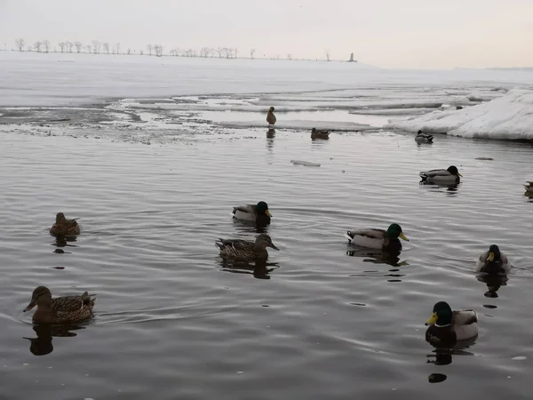 Patos em esgoto no lago no inverno na Rússia — Fotografia de Stock