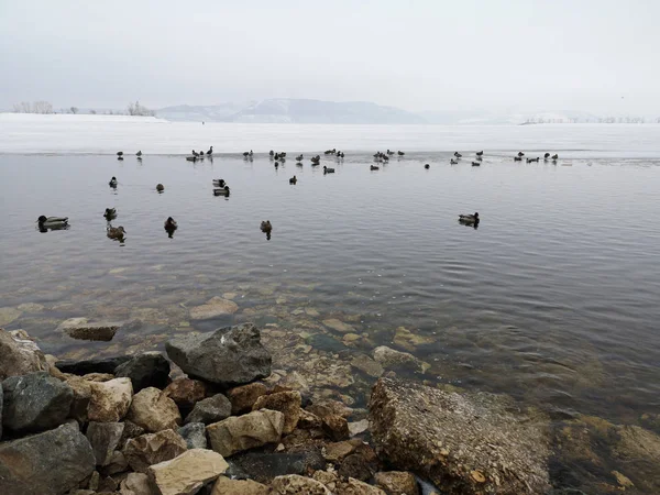 Patos em esgoto no lago no inverno na Rússia — Fotografia de Stock
