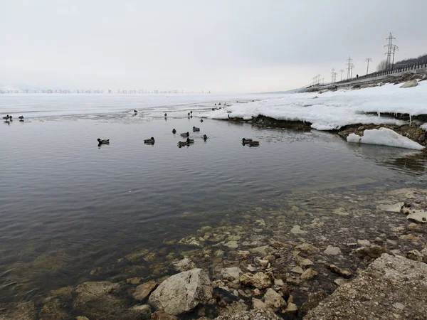 Patos em esgoto no lago no inverno na Rússia — Fotografia de Stock