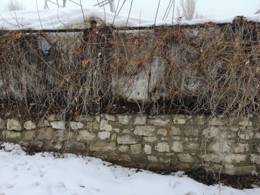 Taş duvar kışın büyümüş. Tırmanma ağaçlar, dalları 