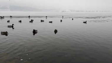 Kış manzara içinde Gölde ördekler grup