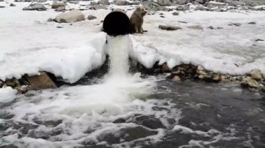 Yağmur suların ıslak saklama Havzası için sağlar Closeup pis su borusu. Boru oturma köpekle