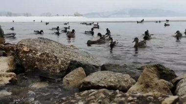 Kış manzara içinde Gölde ördekler grup