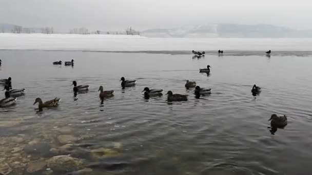 Kış manzara içinde Gölde ördekler grup — Stok video