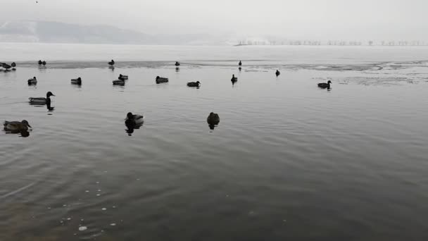 Kış manzara içinde Gölde ördekler grup — Stok video