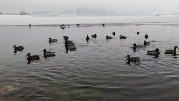 Group of ducks on the lake in the winter landscape — Stock Video