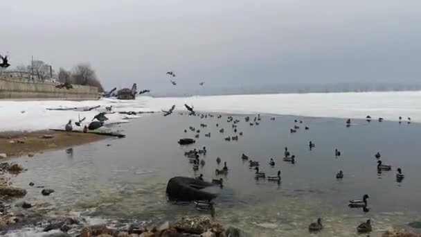 Kış manzara içinde Gölde ördekler grup — Stok video