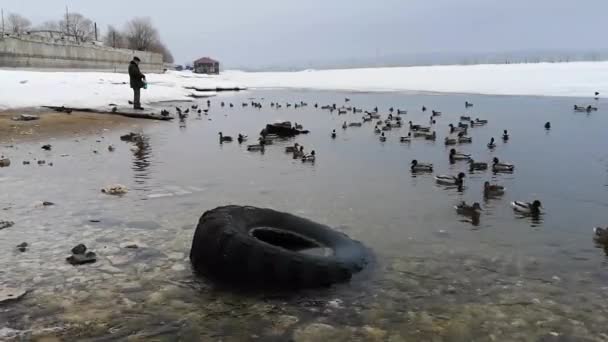 L'uomo che nutre le anatre pane sul lago nel paesaggio invernale — Video Stock