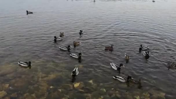 Groupe de canards sur le lac dans le paysage hivernal — Video