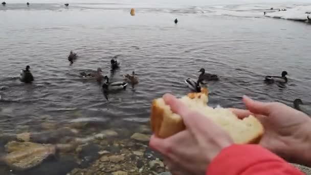 Primo piano mani gettando briciole di pane per le anatre nel lago in inverno — Video Stock