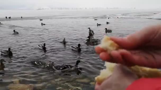 Primo piano mani gettando briciole di pane per le anatre nel lago in inverno — Video Stock