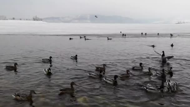 Groep van eenden op het meer in de winterlandschap — Stockvideo