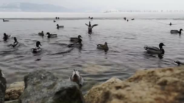 小组鸭子在湖在冬天风景 — 图库视频影像