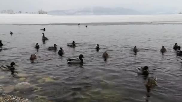 Group of ducks on the lake in the winter landscape — Stock Video