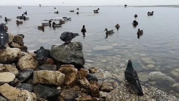 Duiven op het meer in de winter en een groep van eenden — Stockvideo