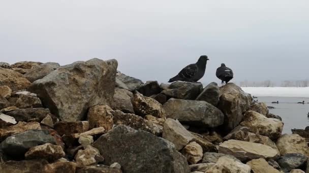 Dois pombos são encontrados nas rochas, e depois voam para longe — Vídeo de Stock